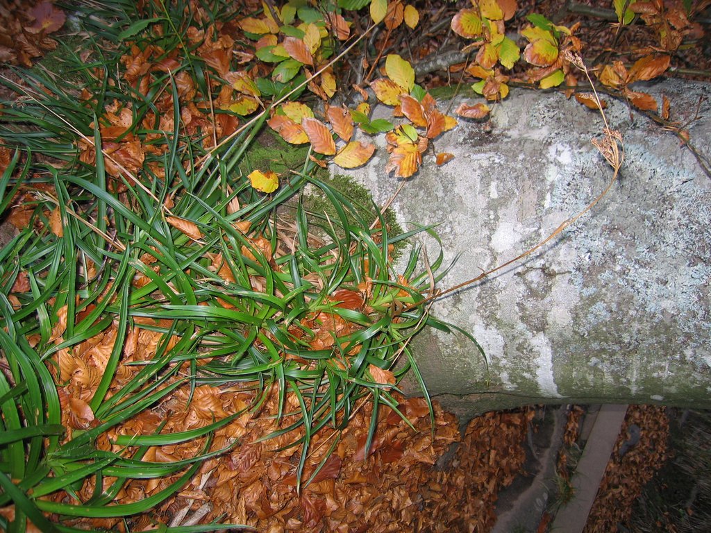 Luzula sylvatica